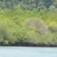 Mangrove Forest is an example of a natural ecosystem.