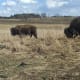 Nachusa Grasslands is an example of a natural ecosystem.