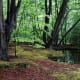 Epping Forest is an example of a natural ecosystem.