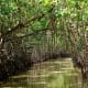 Mangrove Forest is an example of a natural ecosystem.