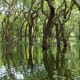 Mangrove Forest is an example of a natural ecosystem.