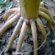 Prop roots of Maize plant in Panchkhal Valley.