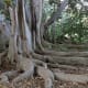 Buttress roots on bay fig tree at South Coast Botanical Garden in Palos Verdes Estates, California