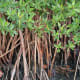 Rhizophora mangle (prop roots)