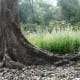 Buttress roots