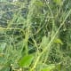 Cuscuta reflexa is a parasitic plant species is a leafless twined sprawling thin vine that grows over a host plant. This species capable of producing numerous branches which can cover the host plant within a very short period of time.