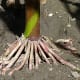 Adventitious roots (prop roots) of maize (Zea mays), picture taken in France.