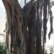 Aerial roots of Ficus Sycomorus