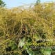 This is an obligate parasitic vine found in the natural ecological forest in the village Chilkigarh, Jhargram, West Bengal, India.