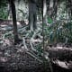 Many rainforest trees develop buttress roots such as these in the shallow rainforest soils.