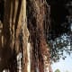 Aerial roots of Ficus Sycomorus