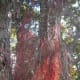 Aerial roots of Pohutukawa