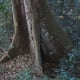 Buttress roots of a Celtis mildbraedii at Pigeon Valley