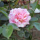 Match 'rose' card to photo/picture