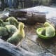 Outside play time for baby goslings should be supervised and controlled, even if you just use pieces of firewood to make a pen for them.