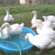 They grow quickly!