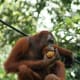 This is a Bornean orangutan with its slightly squarer head...