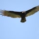 birds-of-prey-the-turkey-vulture