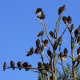 A Large Group of Turkey Vultures Roosting