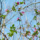 The flowers of salmonberry plants start to open up even before the leaves appear.