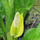 The spadix of a skunk cabbage with flowers