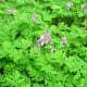 Pacific bleeding heart leaves and pink flowers