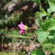 A flower and leaves