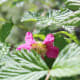 The flowers have a beautiful pink colour.