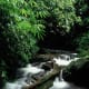 Saola habitat, Au Rong, Greater Annamites, central Vietnam. © Jeremy Holden/WWF