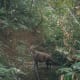 Wild saola camera-trapped in Bolikhamxay Province, central Laos in 1999. © William Robichaud.