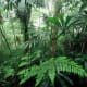 Saola habitat, Au Rong, Greater Annamites, central Vietnam. © Jeremy Holden/WWF