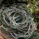 Patrol team with wire snares collected in saola habitat, central Laos (Nakai-Nam Theun National Protected Area), 2009. © William Robichaud