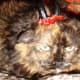 Cats are 99% angel with a little dose of devil to keep life interesting.