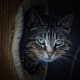 Cats understand if you're not a "people person" Hey, not everyone is.