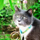 Bay Bay is a deaf cat who has a special place in our hearts. He does not play well with others. Not all of us do!