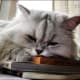 This cat is too tired to study anymore