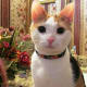 My own princess, Stella, is a recovering feral cat. She is skittish but very happy in my home.