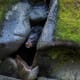 Black bears will hibernate during the winter months. They like to use fallen & hallowed out trees, large rocks and natural caves as their den sites.
