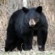 The Black Bear is the second largest mammal found in Algonquin Park, smaller only than the Moose. The average female Black Bear weighs between 45-70 kilograms. (99-154 lbs.) The largest Black Bear recorded in the park was a male & weighed 502 lbs.