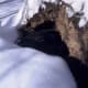 Bears in Algonquin will typically enter their den to begin hibernating in mid-Oct early November and emerge from their dens in Spring. (Late March to early April)