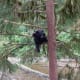Black Bears are omnivores. (This means they will eat anything they can get) 95% of a Black Bears diet comes from plant matter. They have been known to climb great heights for food.