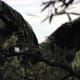 A Tasmanian Wedge-Tailed Eagle Stretching Its Wings