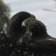 A Mating Pair of Tasmanian Wedge-Tailed Eagles in Their Nest