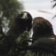 A Pair of Tasmanian Wedge-Tails