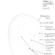 Figure 2. Labeled diagram of a cyanobacteria cell.