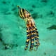 most-dangerous-animals-on-the-planet