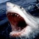 most-dangerous-animals-on-the-planet