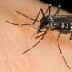 most-dangerous-animals-on-the-planet
