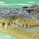 most-dangerous-animals-on-the-planet