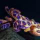 most-dangerous-animals-on-the-planet